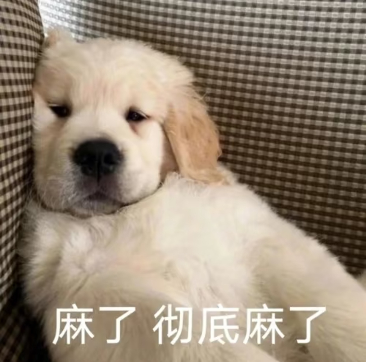 三个多小时的线上会议终于结束了，既能看月亮又能猝死，双赢👍 ​​​