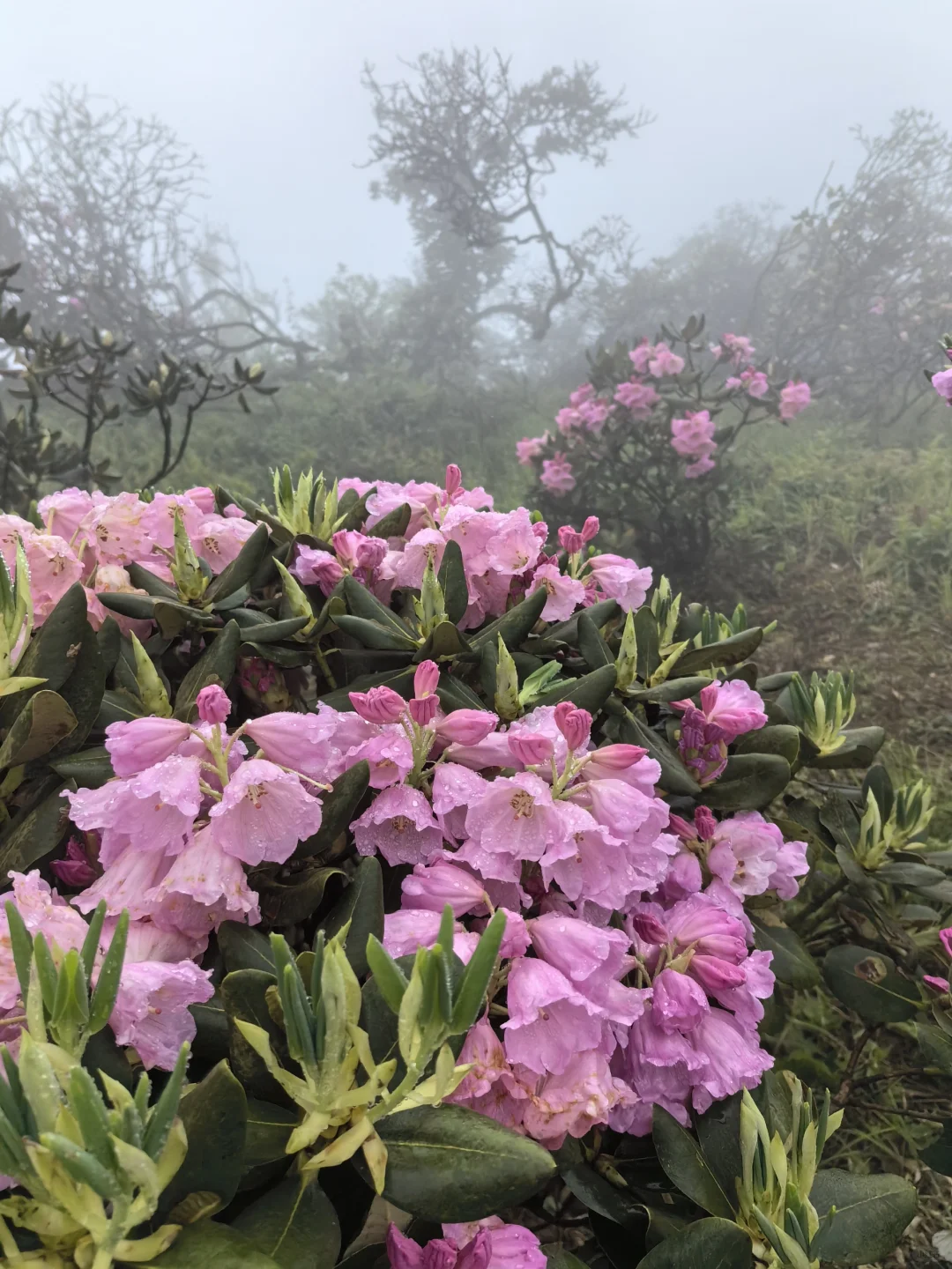赵云山大雾弥漫，雾里看花