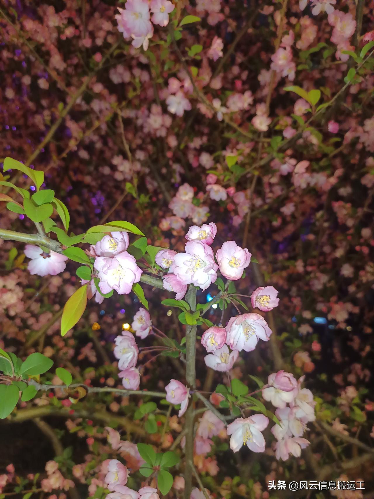 现在窗外明月自浩，夜阑人静，但我的思绪起伏如泉，而你的模样更是使我盈回不已，我便