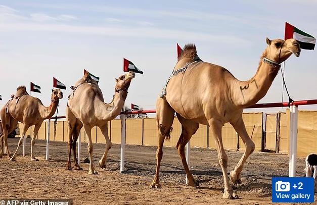 【😱据《每日邮报》报道，在阿曼，20头骆驼因注射肉毒杆菌和硅胶而被取消了选美比