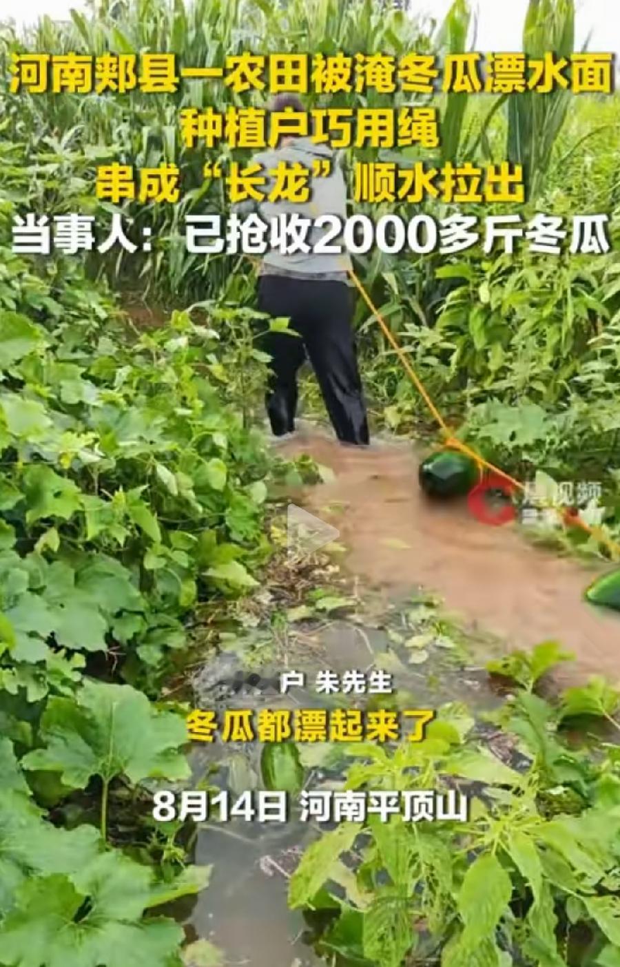 郏县种植户顺水拖冬瓜，太聪明了，人运变水运，省了不少力，也是没办法，下雨了田里积