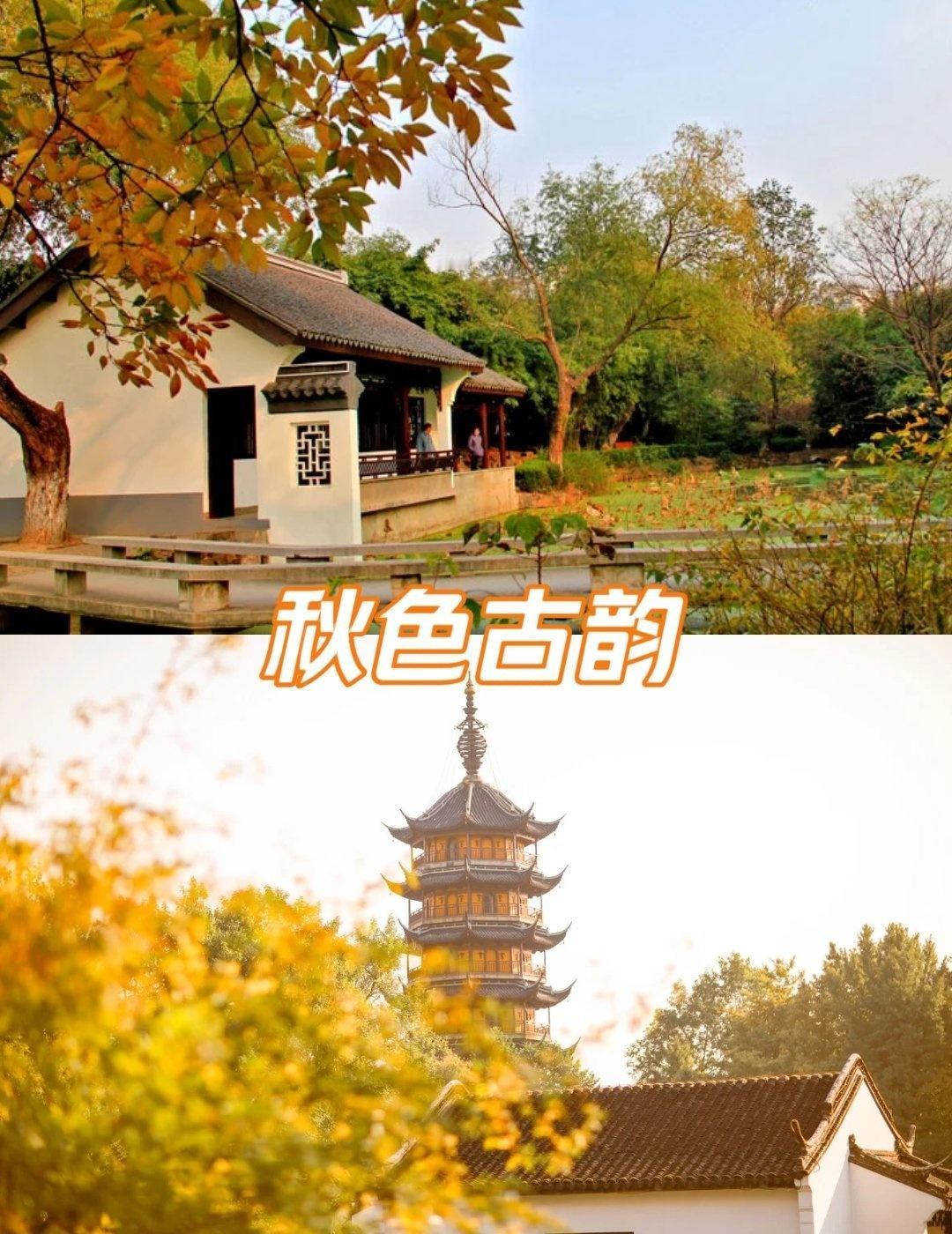 秋日午后，来红梅公园徒步走走最舒服。阳光暖暖的，风也轻柔。金黄的银杏叶落了一地，