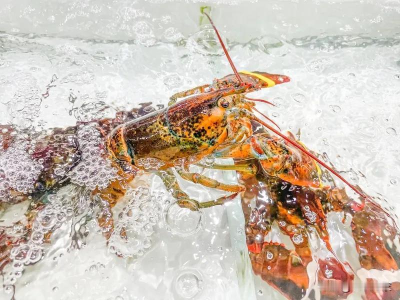 家人们，你们能想象吗？以后在英国，把活龙虾直接丢进沸水烹煮居然要违法了！12月2