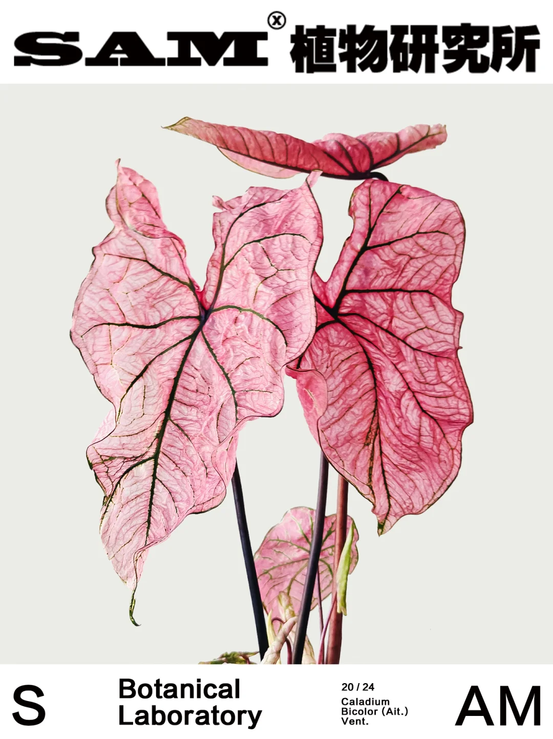 春日序曲｜Caladium Bicolor Ait.Vent