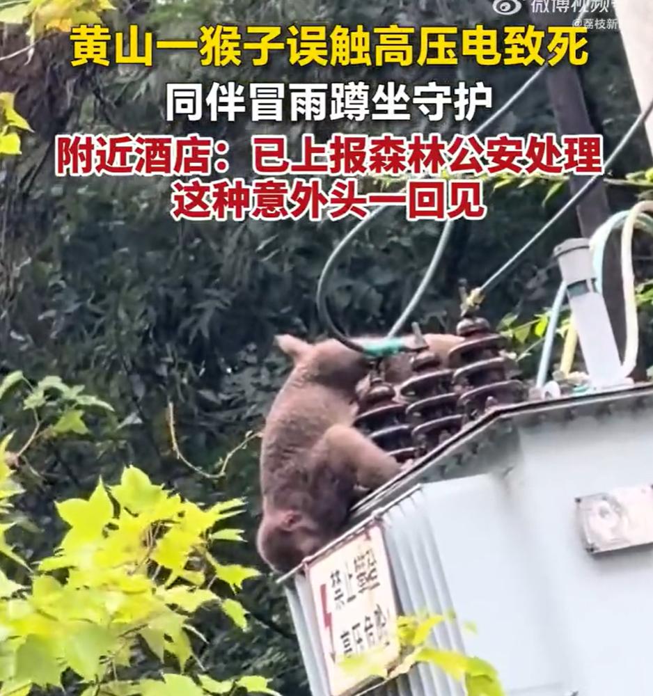 万物皆有灵！

黄山景区，

一只野生猴子，下雨天爬上高压线玩耍，

不小心触电