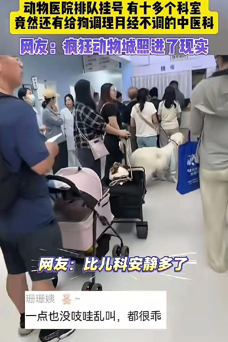 动物园医院排队挂号，十多个科室，竟然还有给狗调理月经不调的中医科。动物看病排队排