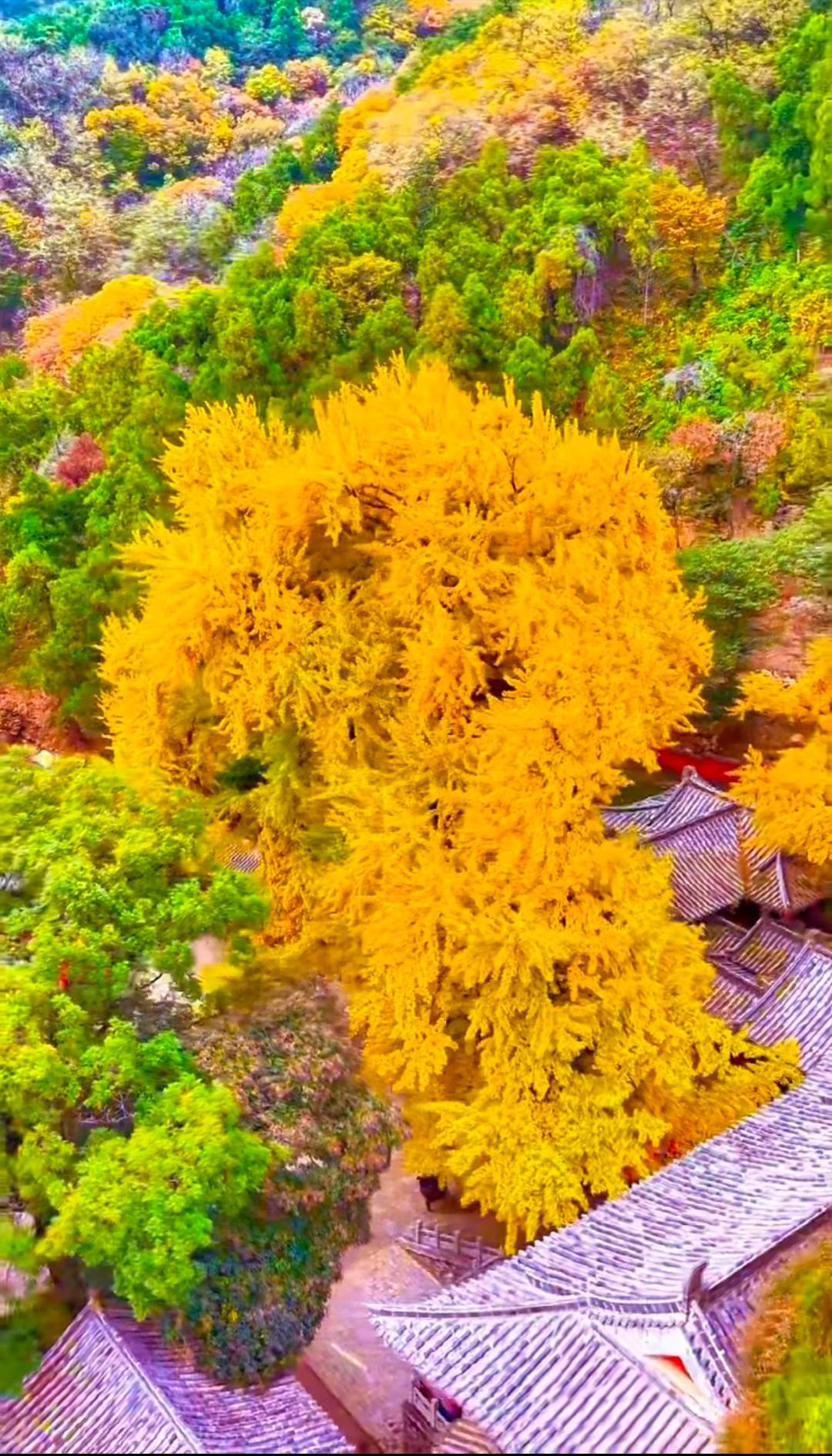 你喜欢在什么样一种状态下喝茶?秋天阳光明媚，或者雨天，自己一个人，独自喝茶，听音