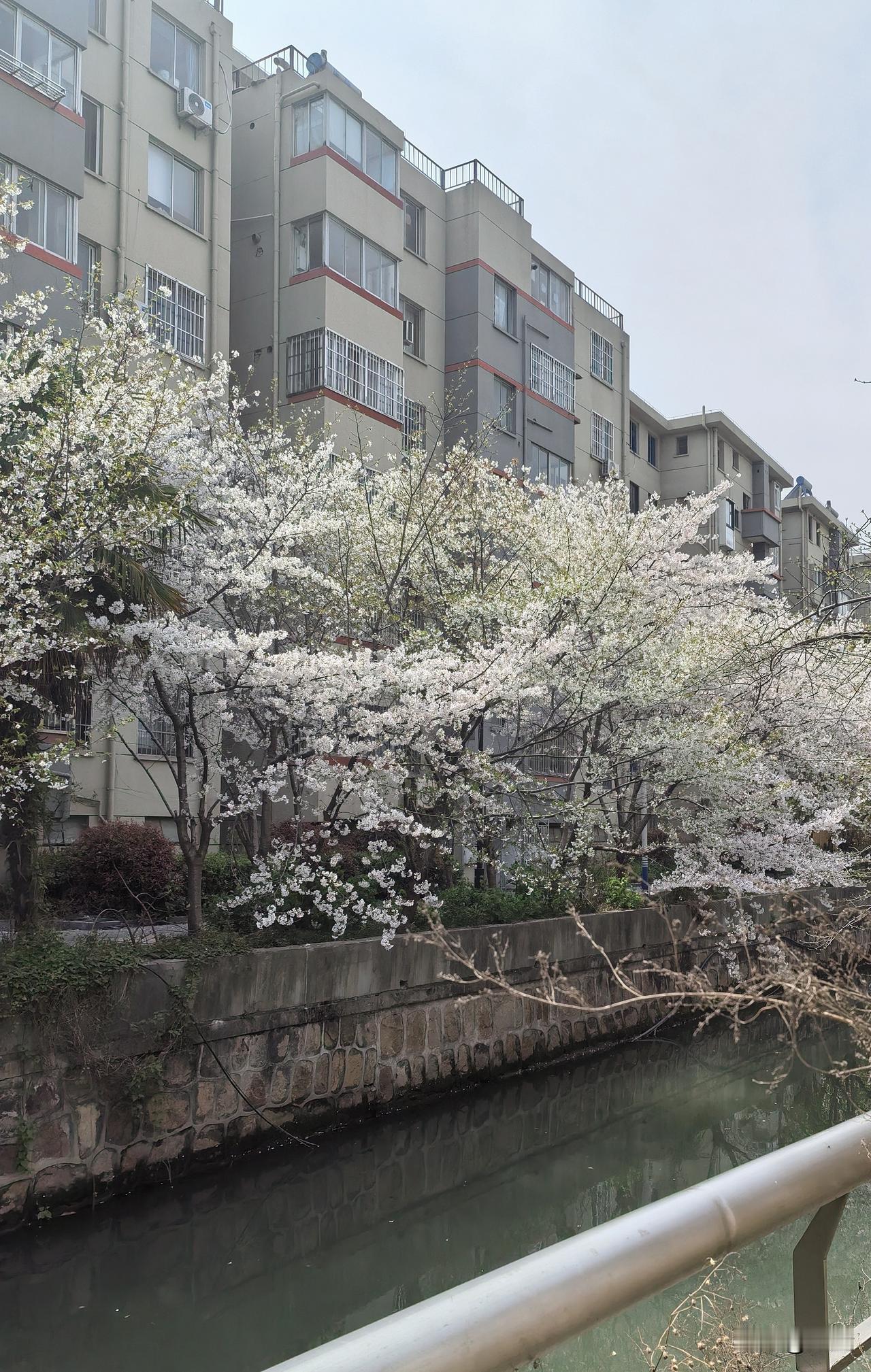 春光浓似一壶酒，
花色嫣然故醉人。
风拂芳林香满径，
心随丽景忘凡尘