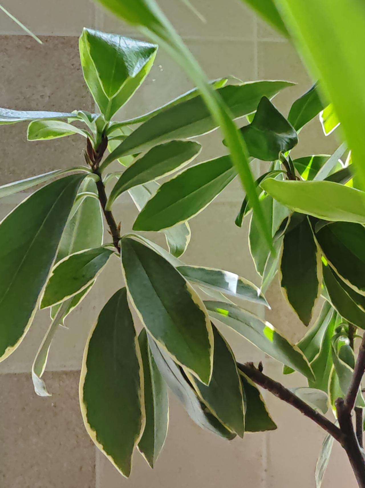说来好笑，我当初重操旧业开始养鱼，只是为了有水浇花。可是当我把鱼养起来之后，对花