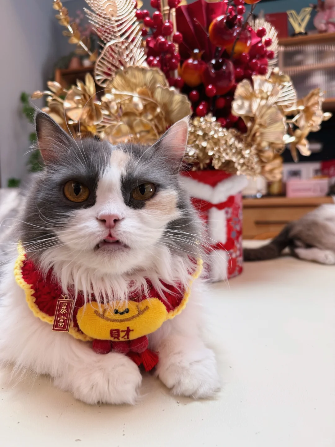 顺顺祝大家蛇年吉祥如意，平安健康幸福快乐