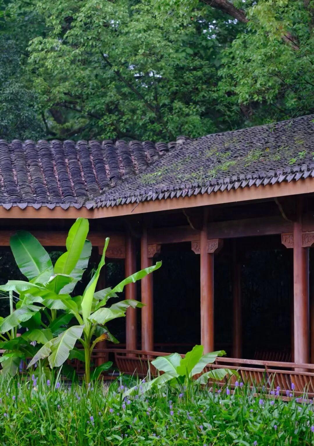 烈日炎炎想纳凉，
此时你去啥地方？
房屋背后树荫下，
游泳可以去池塘。
