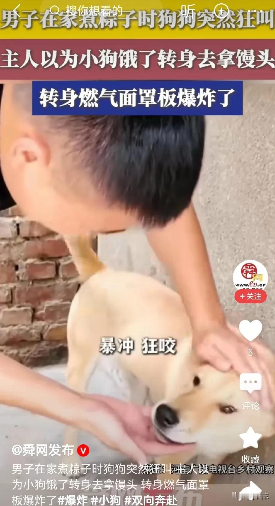 这狗狗竟是来报恩的！男子在家煮粽子，粽子还没下锅，就听到自家大黄一声声狂叫，男子