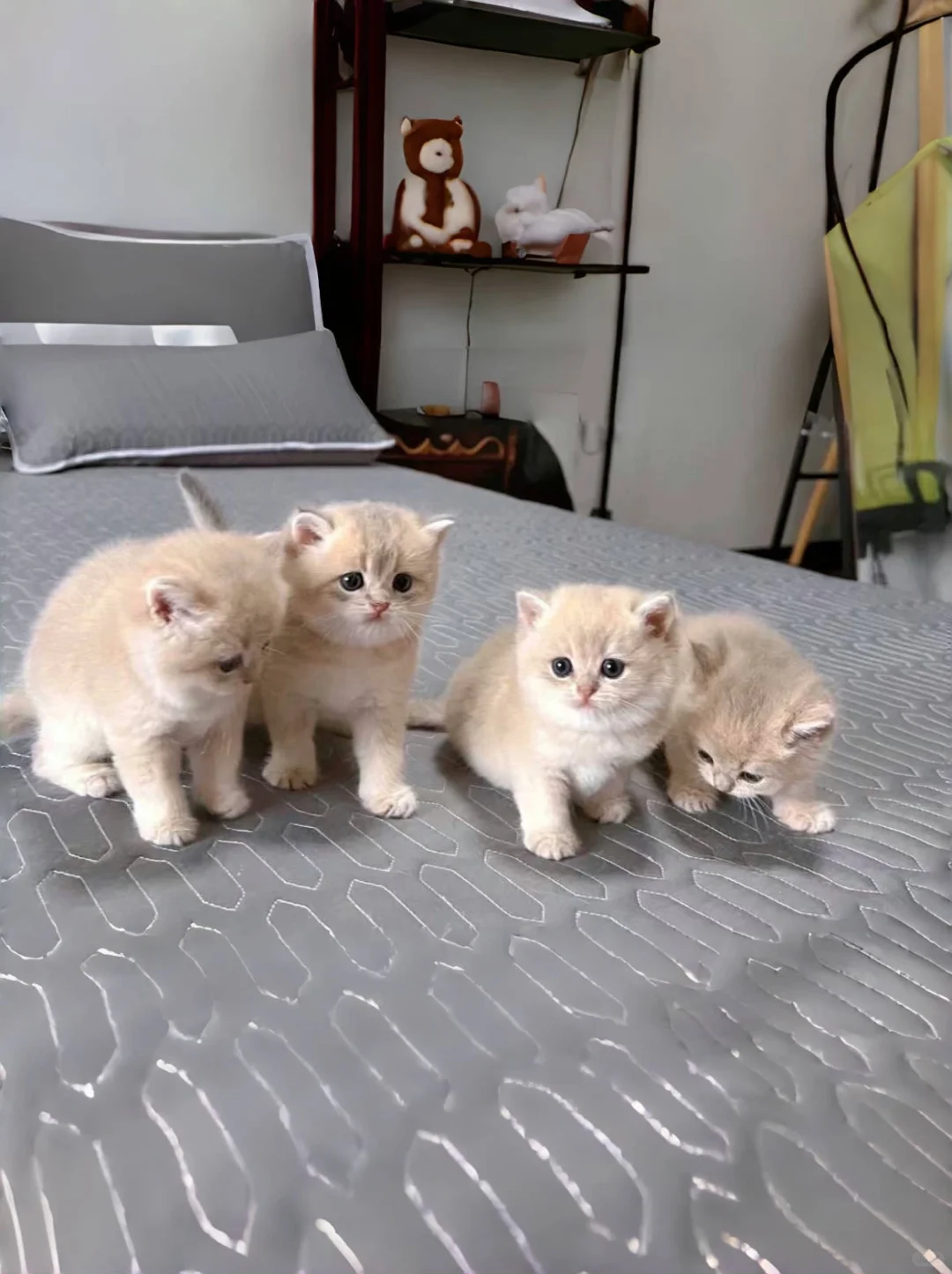 🇭🇰HK一窩紫金BB💛搵屋企啦～