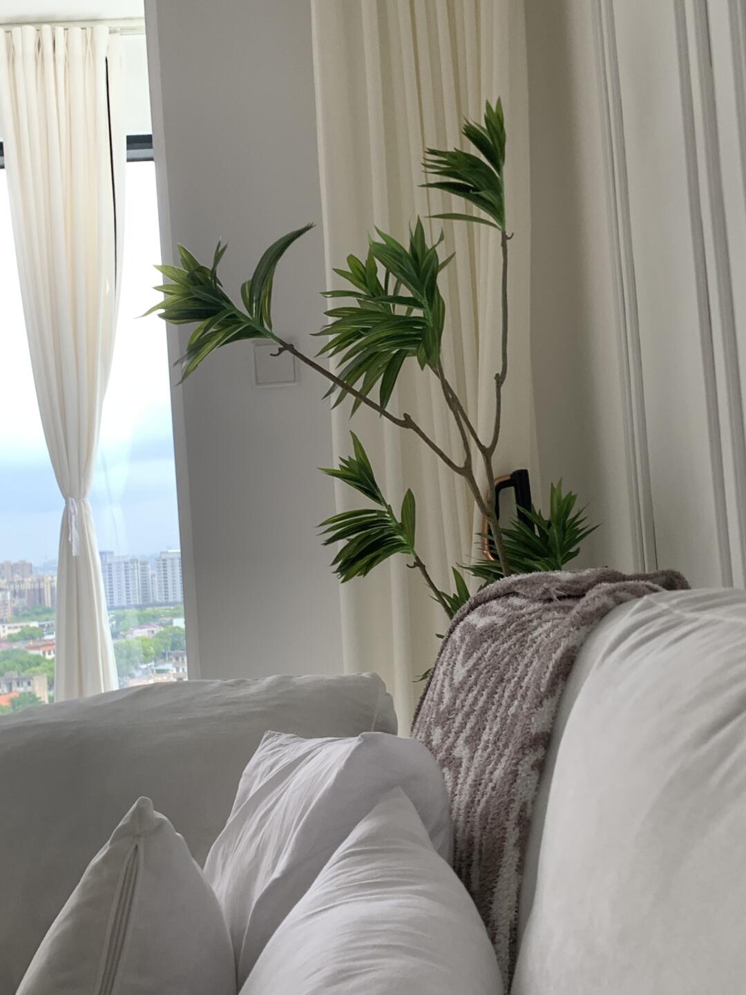 光光的家，绿绿的树💚