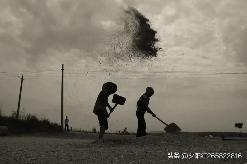 你知道早些年农村的双抢抢的是什么双抢就是″抢收抢种″。农村每年都有个"双抢"季节