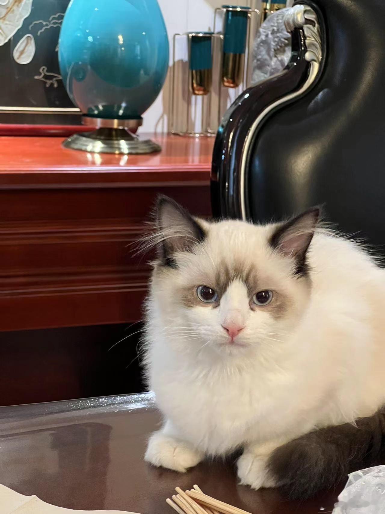 两年的时间一下就变成一只大猫了！这颜值反差 从小萌到大 银川