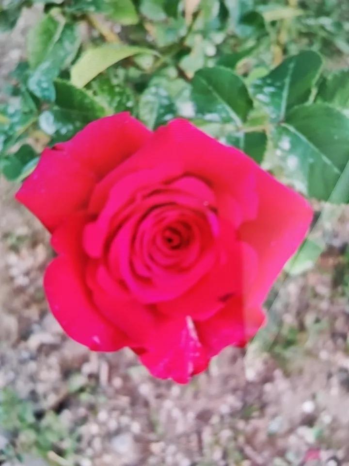 分享美丽漂亮的玫瑰花相册里之前拍的照片，现在看还是那么惊艳！