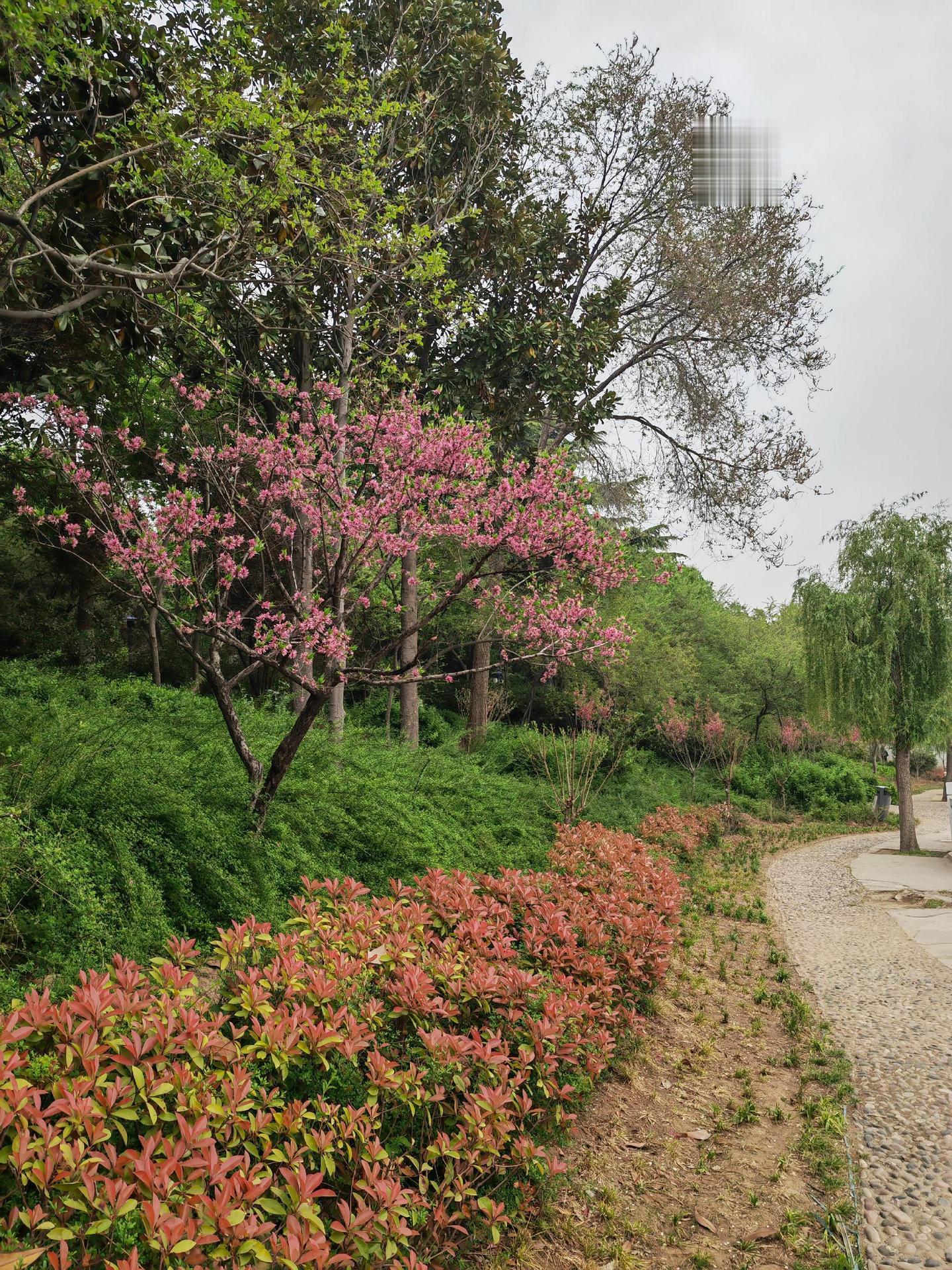 a-突触核蛋白病。