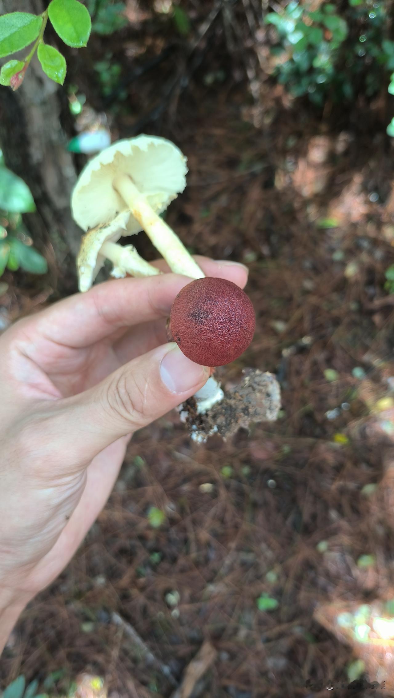 这是宁波东钱湖山头摘的红松茸？
划破菌盖会秒变色！
口尝了一点，没有苦味，甚至蘑