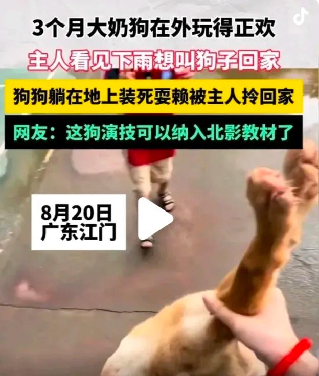 狗比天气预报准！

它一躺平，雨点必到。

江门这只叫“奶盖”的柯基，前爪刚沾湿