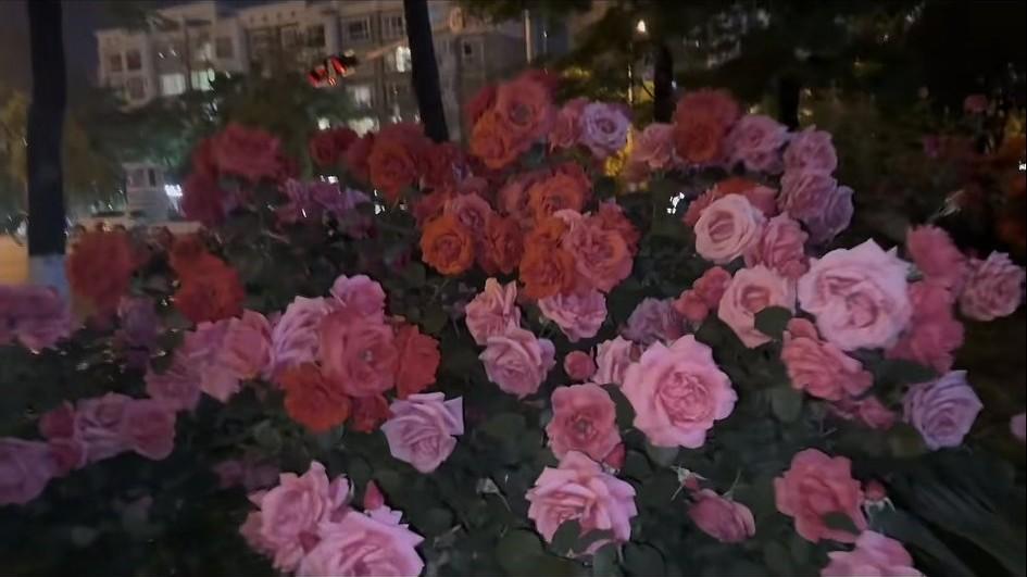 这时一个博主在云南昆明路边拍摄的月季花，小小的一棵树，开的花团锦簇，花朵很大，有