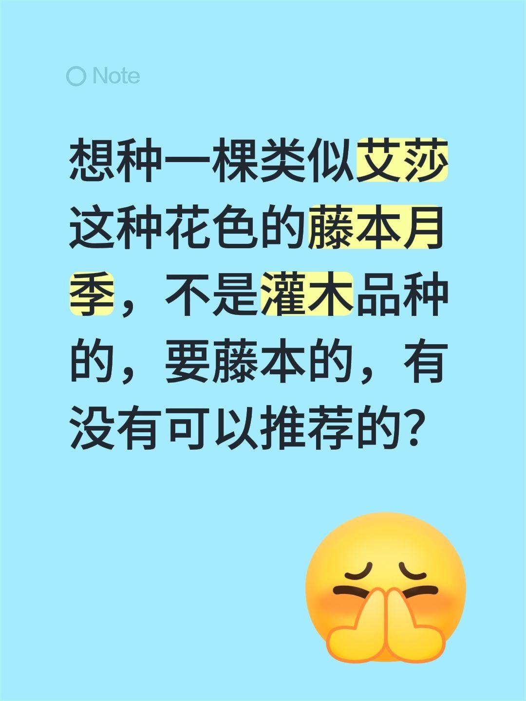 想种一棵类似艾莎这种花色的藤本月季，不是灌木品种的，要藤本的，有没有可以推荐的？