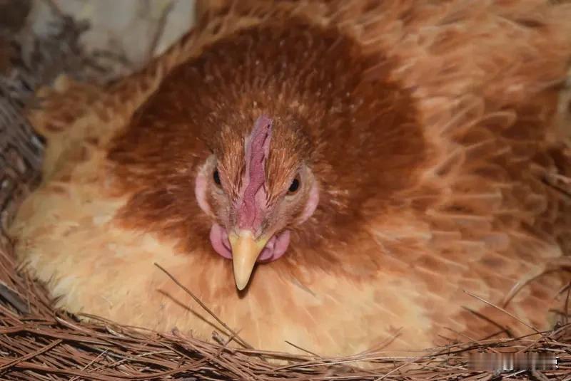 电话那头爷爷声音都颤了，挂了电话就忙开了。等闺蜜回娘家，一眼就看见院子里新搭的鸡