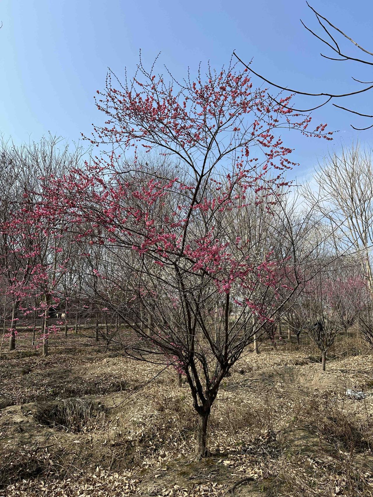 开春暖和起来了！我家梅园群梅争艳

梅花是第一个来报春的，远远看去，白梅似雪，冰