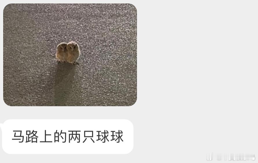 依偎在一起的【领角鸮】宝宝🦉 ​​​