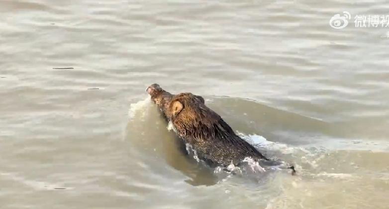 这是一头野猪被猎人追捕渡江逃生的画面。在宽阔的江面上，它泰然自若，不慌不慌，时而