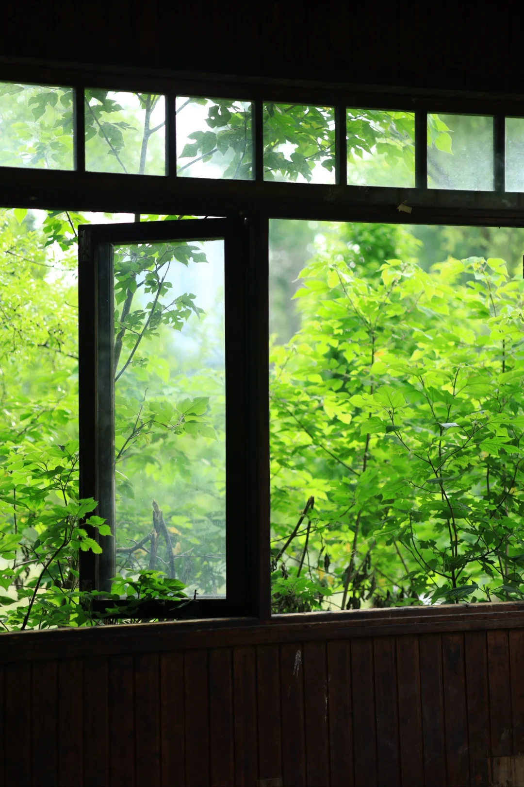 绿色翻涌成夏🌿