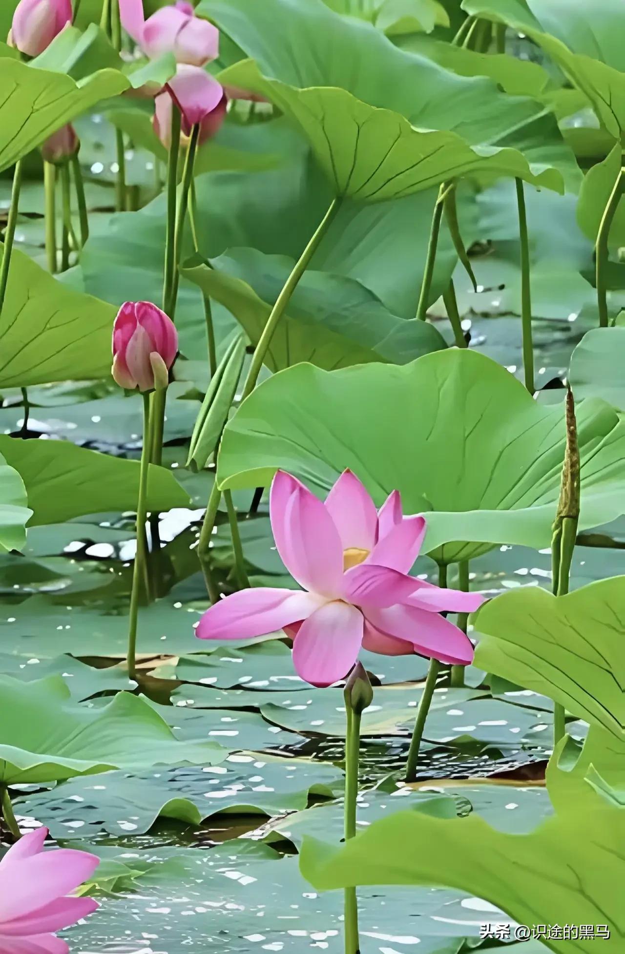 《荷塘夏韵》

文/范圣嘉
 
碧水风柔映翠塘，
荷花十里溢雅香。
蜻蜓轻点波光