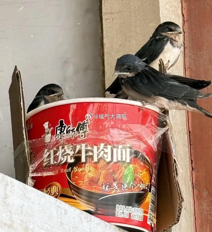哈哈哈，就问筑巢哪家最最强？不用燕子出蓝翔，因为有人来帮忙！ 