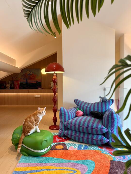 我的家里不能没有小猫🐈