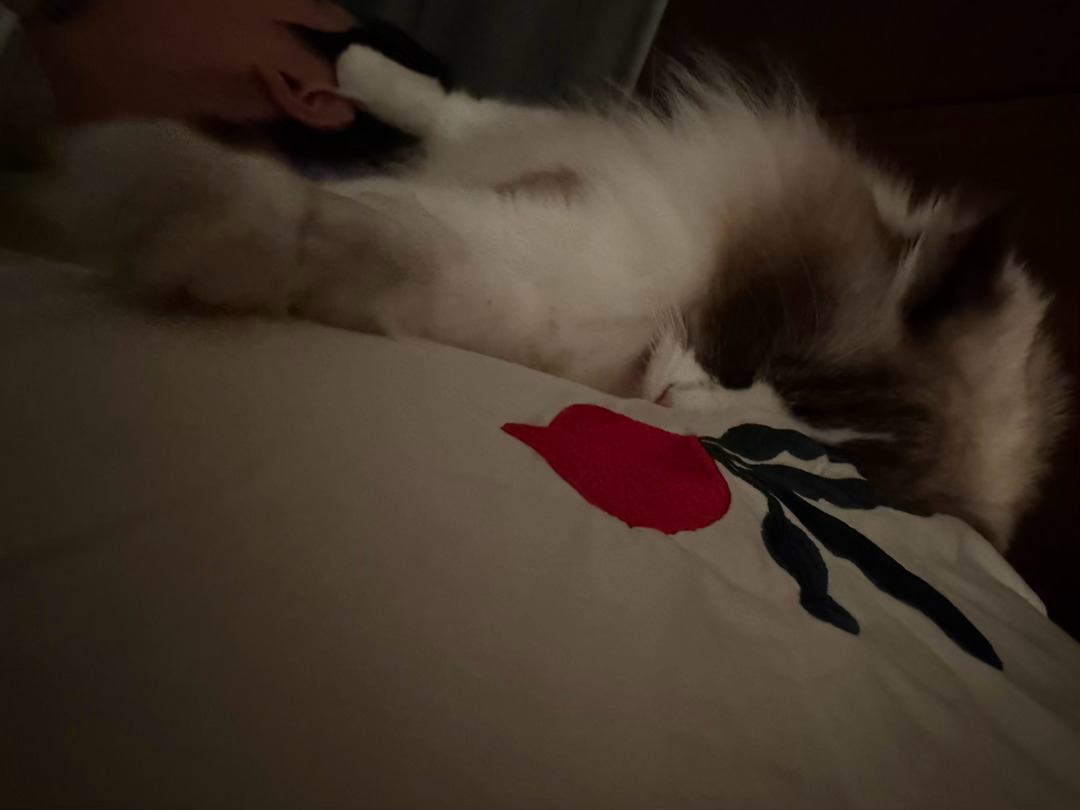 配得感最强之猫 