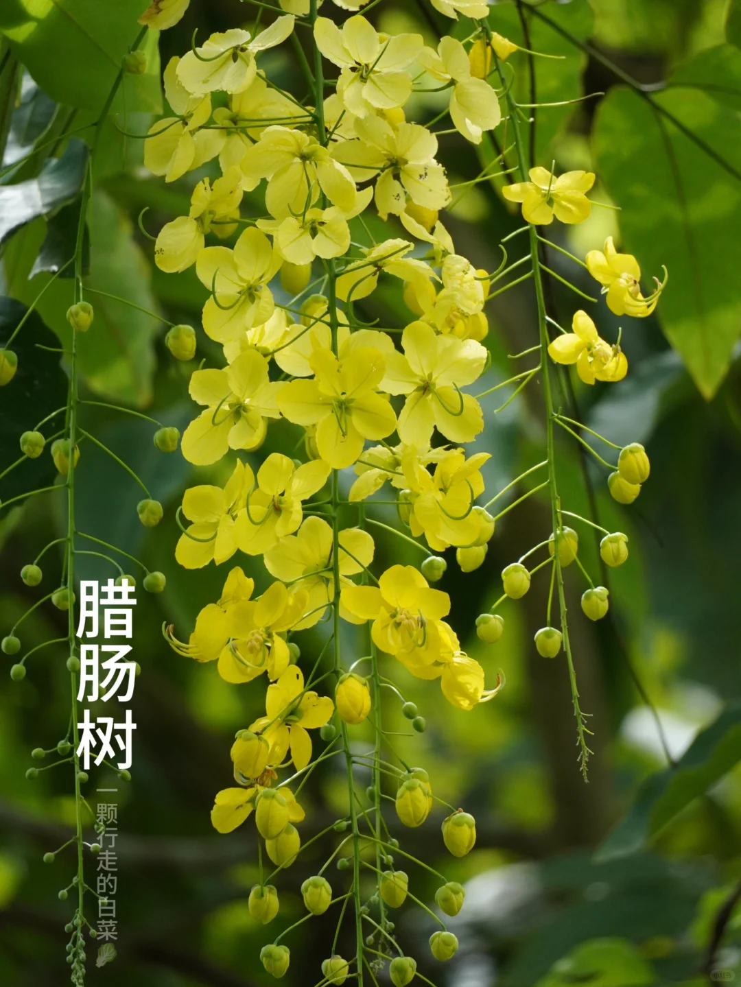 腊肠树 | 一树黄金如雨下