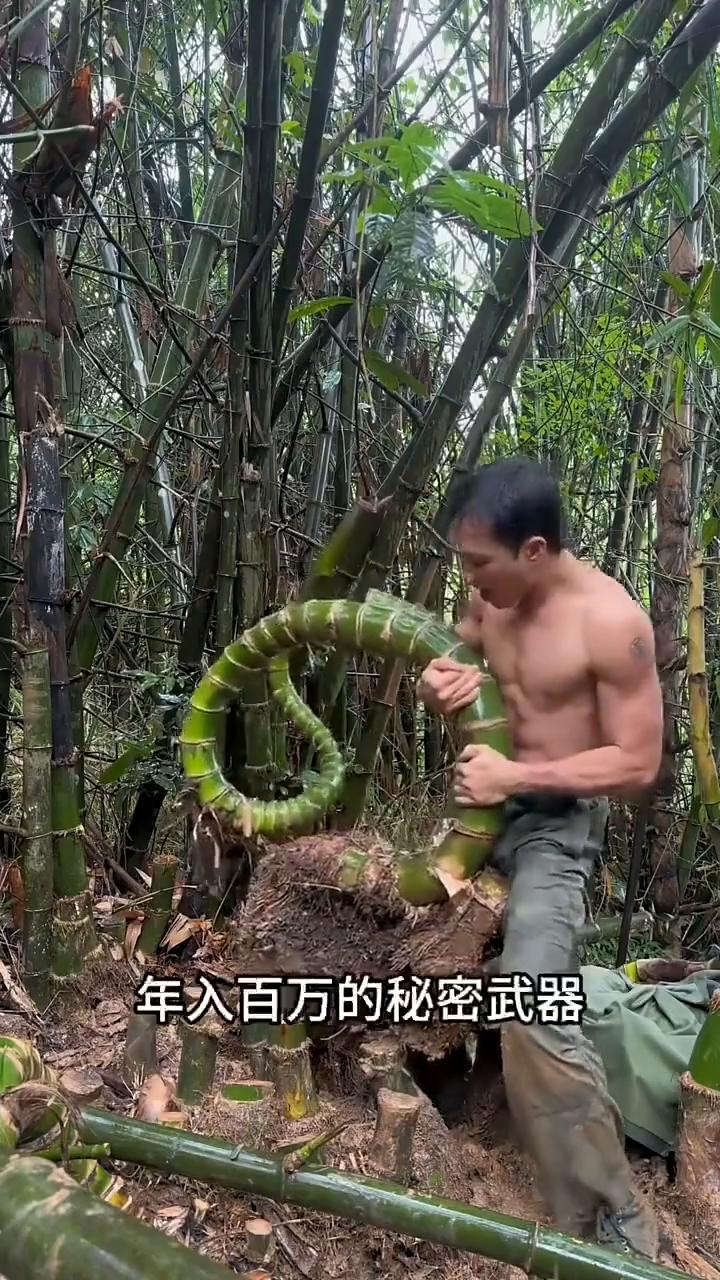 在越南，这种长相奇特的竹子就是小伙年入百万的秘密武器。为了让竹子长成自己想要的形