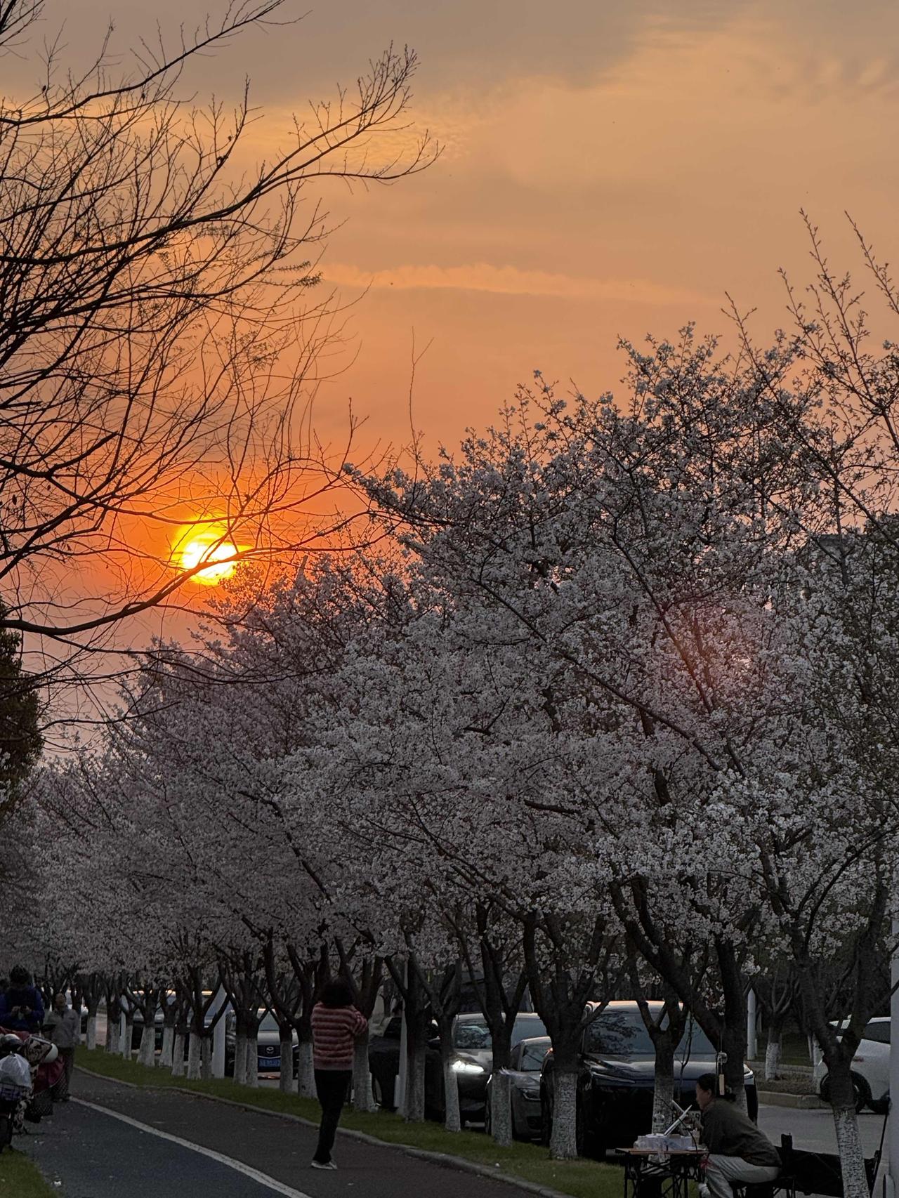 你拍过哪些最美樱花照夕阳绚丽，樱花浪漫