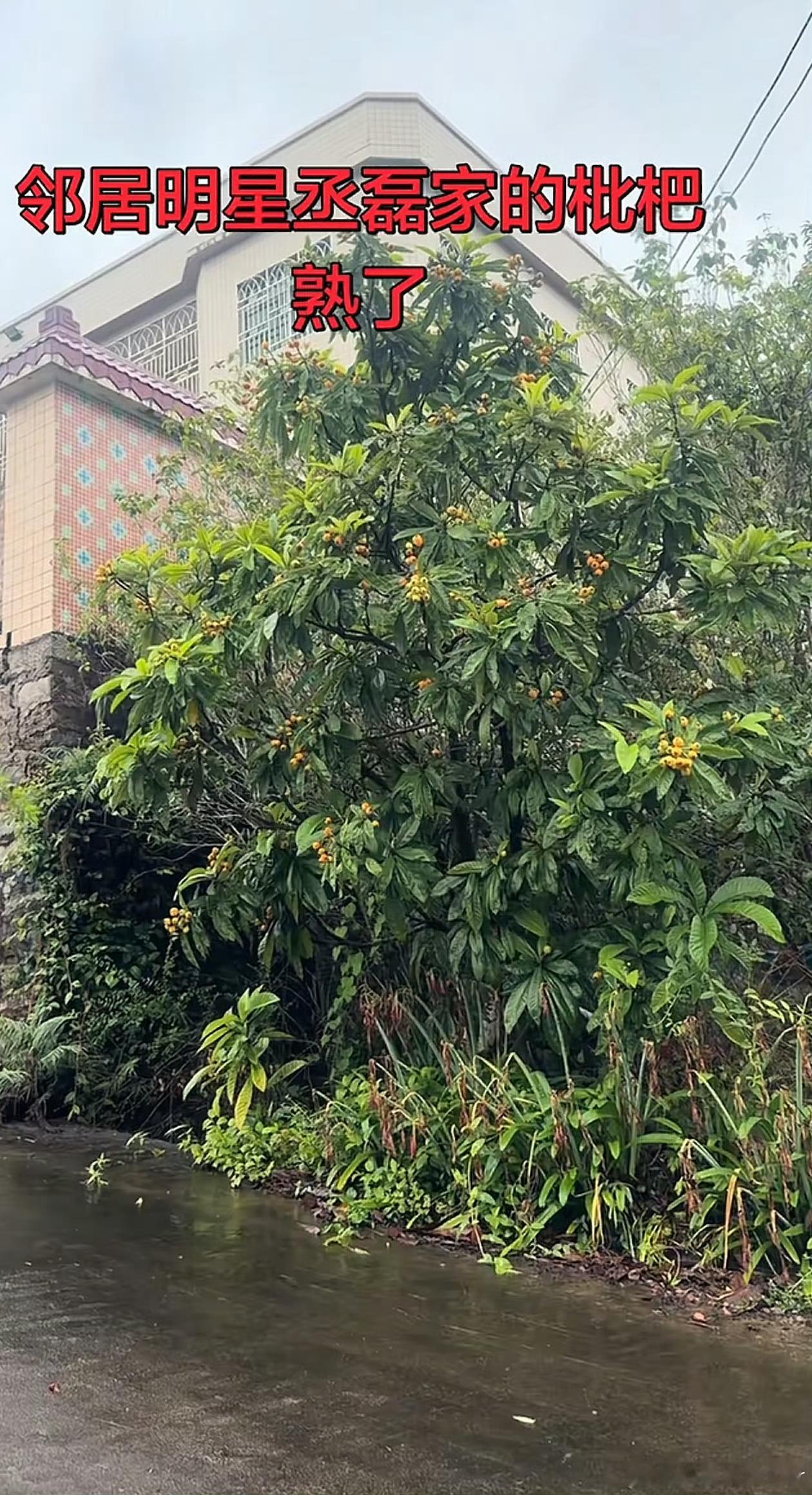 丞磊你家枇杷熟了丞磊回家摘枇杷咯！ 