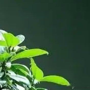 种植 🌲榕树盆景的修剪方法和注意事项1.修剪的最佳时间（1）生长季节：榕树的最