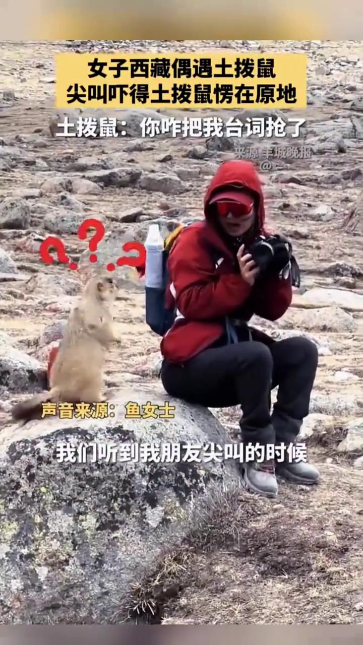 女子西藏偶遇土拨鼠，尖叫吓得土拨鼠愣在原地。土拨鼠：你怎么把我台词抢了？
近日，