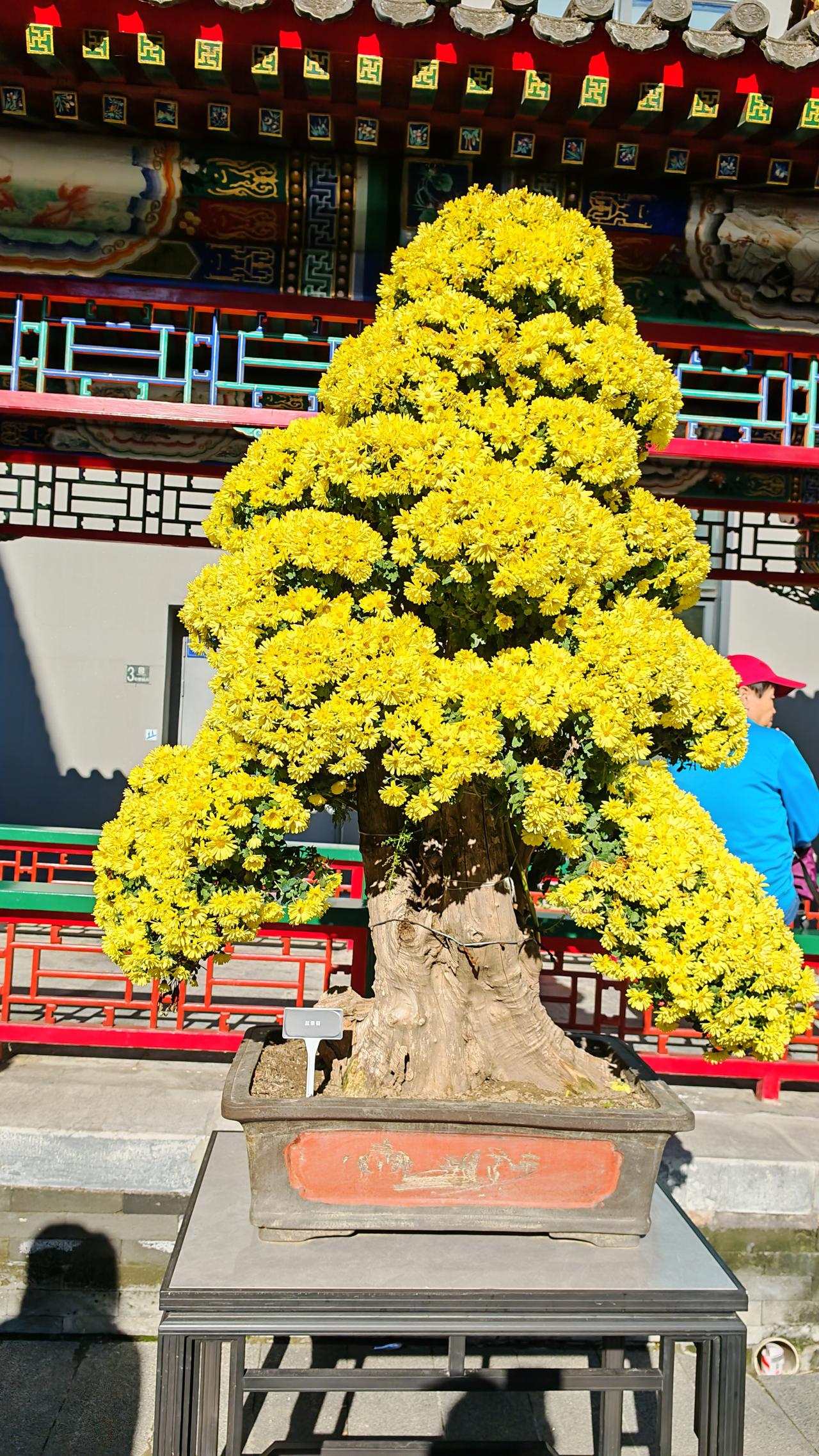 分享我这周有趣的事：
园博园，园林博物馆的菊花