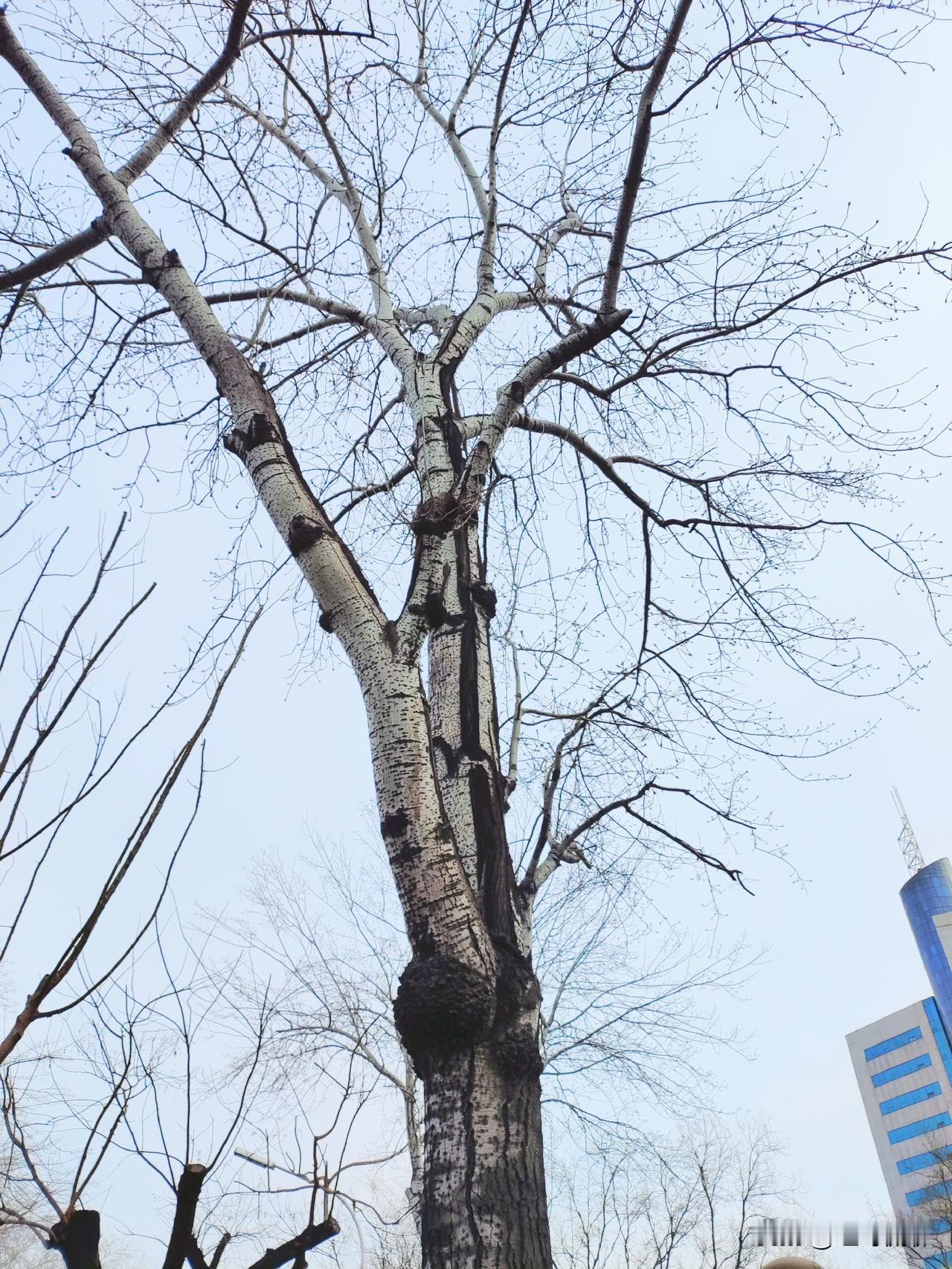 最近西方选出的领导人的确与以往不同，是人心变了，还是制度有问题了，确定性是世界发