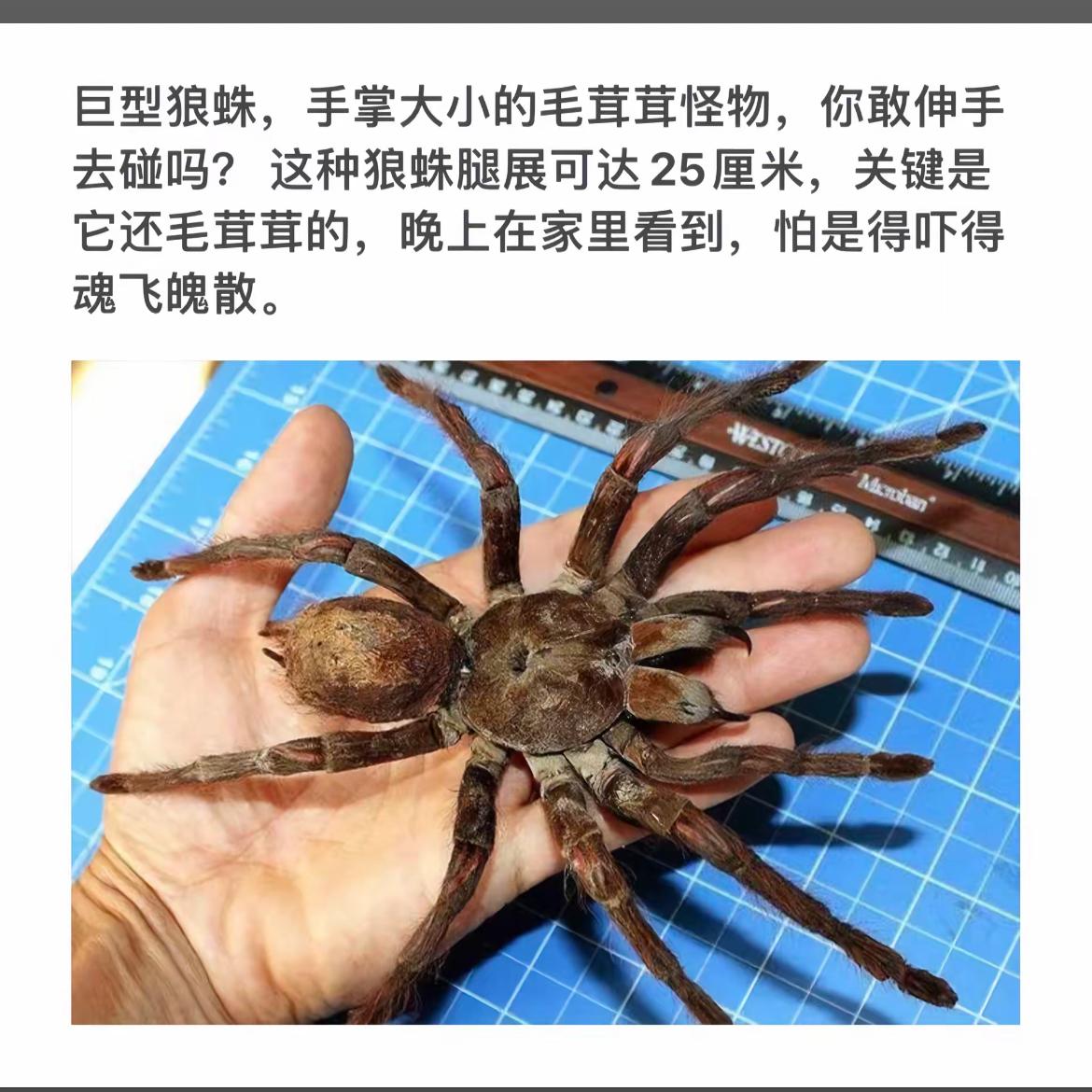 巨蛛横行，毛茸茸，令人魂飞魄散。