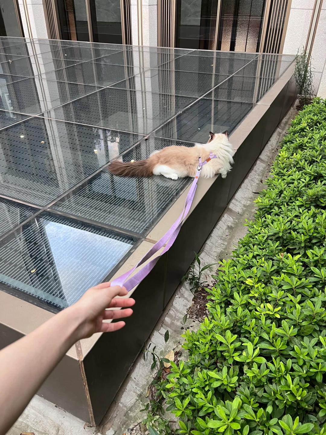 周末遛猫日常｜手冲咖啡和偶遇新狗子