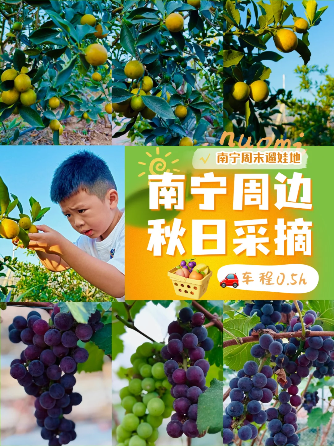 南宁遛娃｜金桔熟了❗️摘下秋收🍂的感受