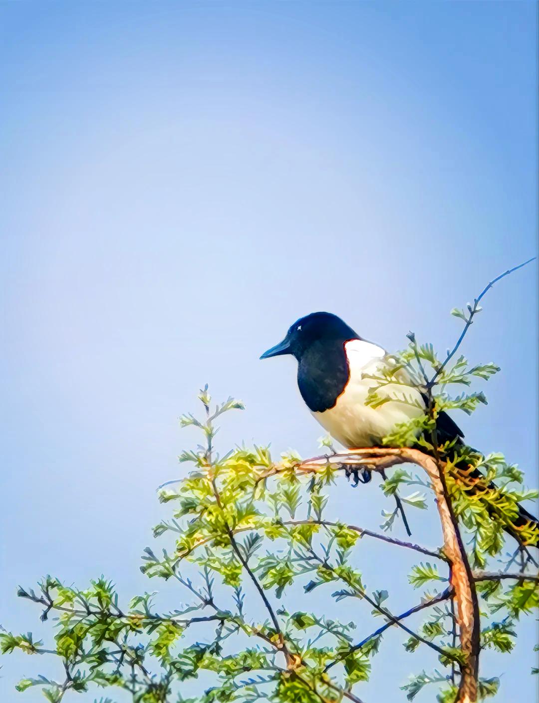 下联：鸟唱树梢头。

（题图来自网络）