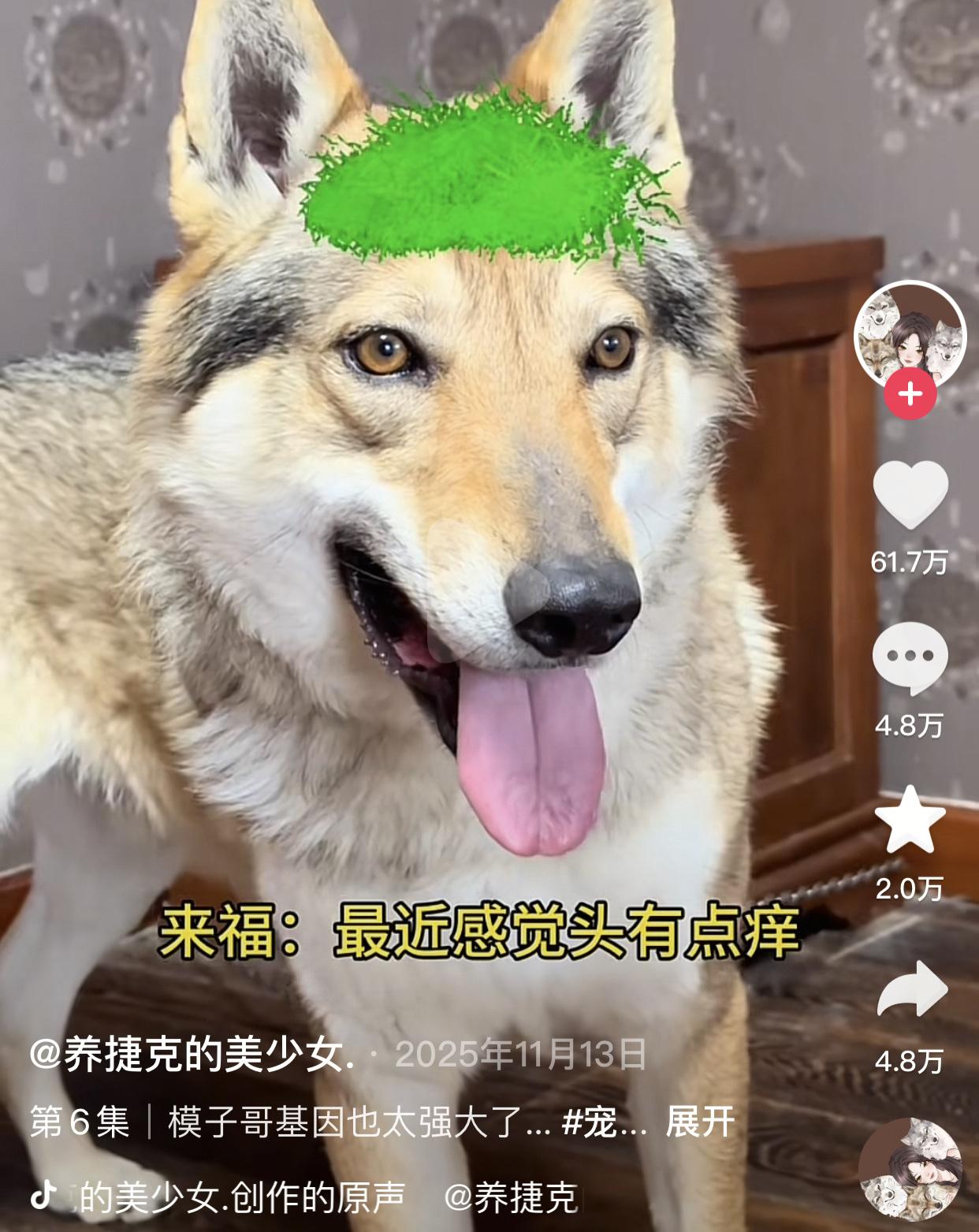 果然长得帅的物种到哪里都吃香了。老母亲嫌弃儿子和孙子太丑，一怒之下给儿媳找了个模