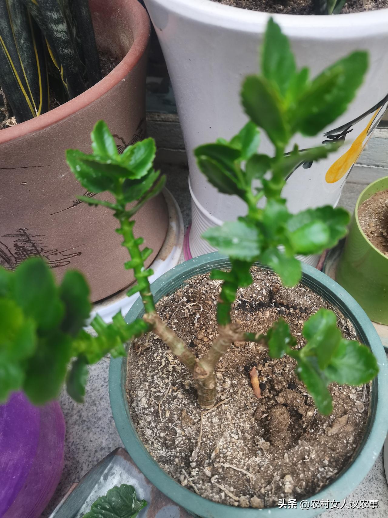 我把长寿花的叶子也撸光了。
从网上看到，秋天把长寿花的叶子撸光，有利于长寿花更好