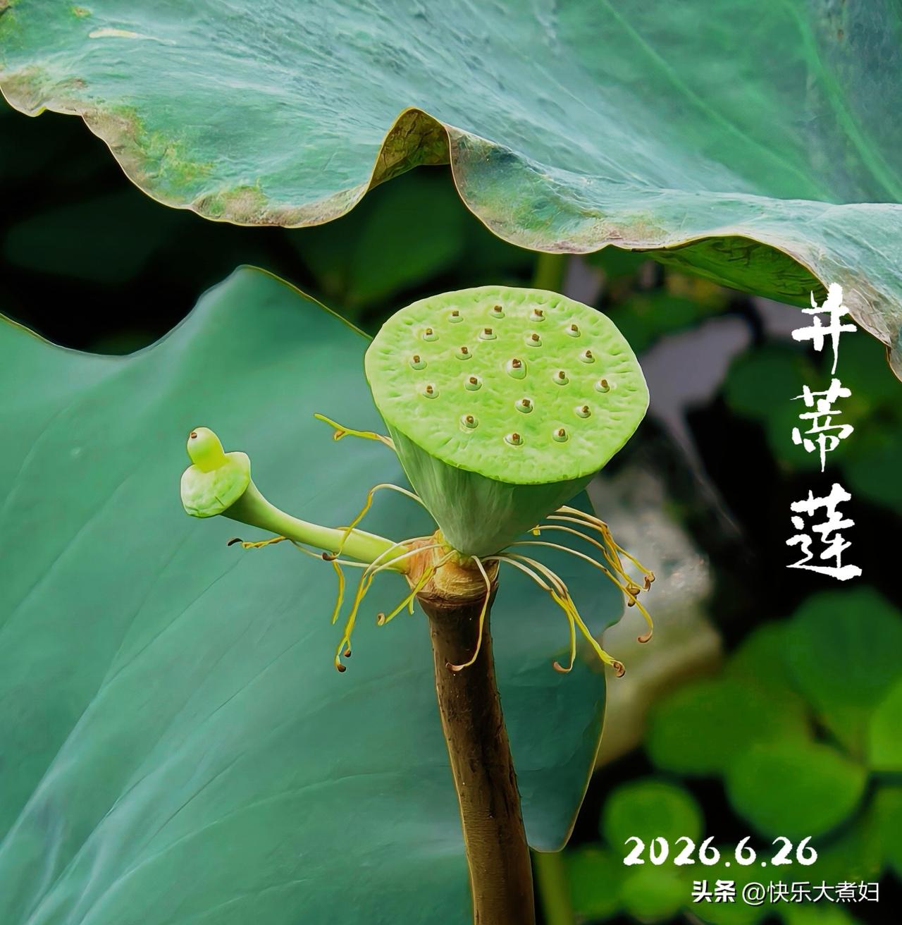 昨天一场大雨，荔湾湖并蒂莲花谢后的样子，可惜了，前两天去就好了
标准并蒂莲特征：